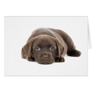 Ultra Niedliche Labrador-Welpe