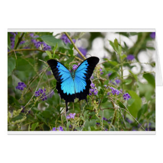 ULYSSES BUTTERFKY LÄNDLICHE QUEENSLAND AUSTRALIEN