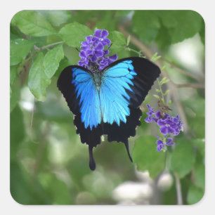 ULYSSES-SCHMETTERLING LÄNDLICHES QUEENSLAND QUADRATISCHER AUFKLEBER