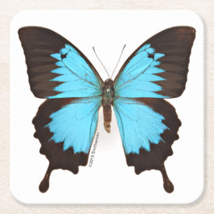 Ulysses-Schmetterling Rechteckiger Pappuntersetzer