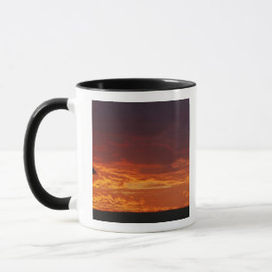 Umbrella Thorn Acacia, Acacia tortilis, 2 Tasse
