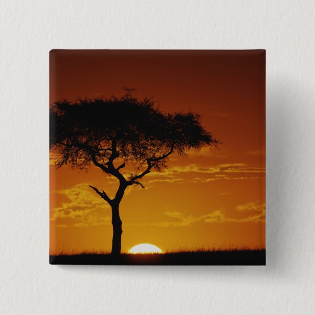 Umbrella Thorn Acacia, Acacia tortilis, Button (Vorderseite)