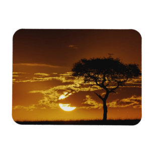 Umbrella Thorn Acacia, Acacia tortilis, Magnet