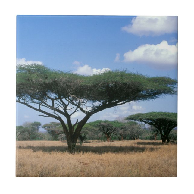 Umbrella Thorn Acacia (Acacia tortilis), Mkuze Fliese (Vorderseite)
