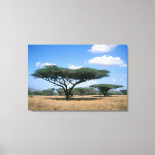Umbrella Thorn Acacia (Acacia tortilis), Mkuze Leinwanddruck