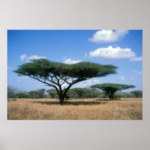 Umbrella Thorn Acacia (Acacia tortilis), Mkuze Poster
