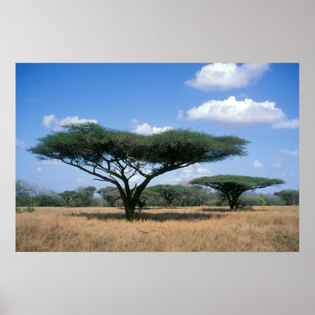 Umbrella Thorn Acacia (Acacia tortilis), Mkuze Poster (Vorne)
