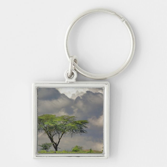 Umbrella Thorn Acacia, Acacia tortilis und 2 Schlüsselanhänger (Vorne)