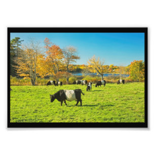 Umgeschnallte Galloway-Kühe, die auf Gras im Fall Fotodruck