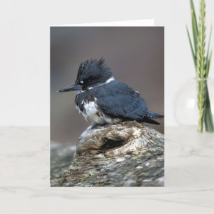 Umgeschnallter Eisvogel Karte