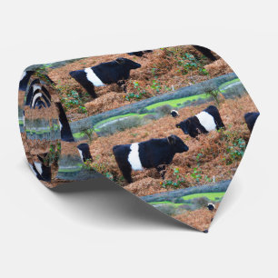 Umgeschnalltes Galloway-Vieh Krawatte