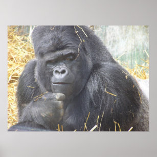 Umsichtiges Gorilla Poster