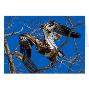 Un Aigle À Balles Jeunes Saut En Vol