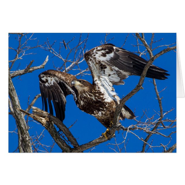 Un Aigle À Balles Jeunes Saut En Vol (Devant horizontal)