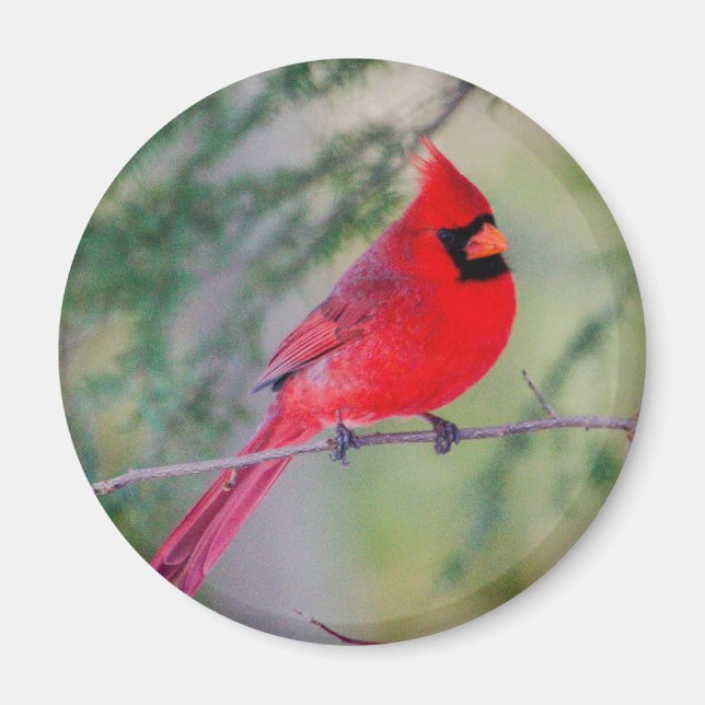 Un aimant cardinal nordique lumineux (Devant)