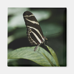 Un aimant de repas équilibré