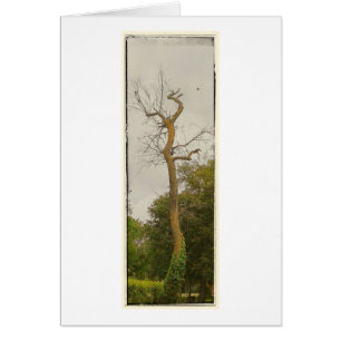 Un arbre mort