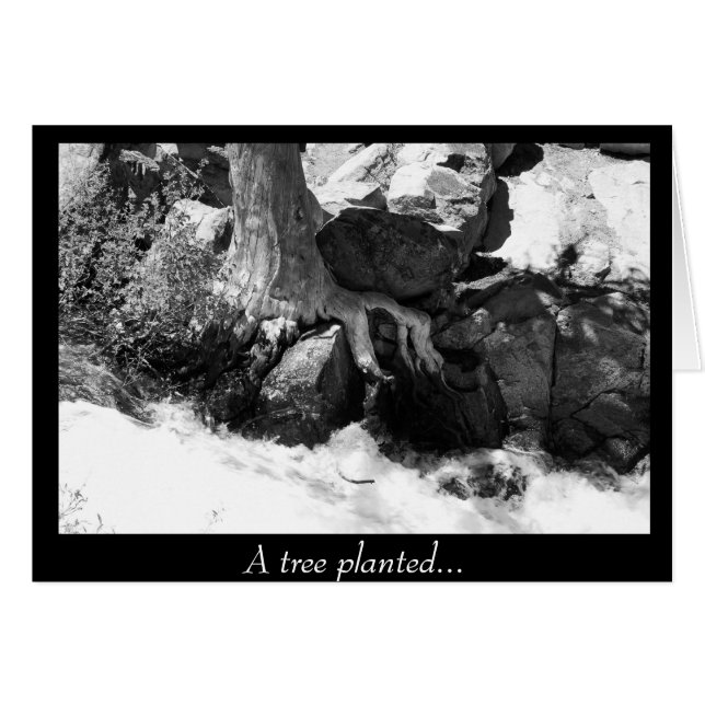 Un Arbre Planté... (Devant horizontal)