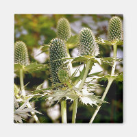 Un autre aimant Plante Cool