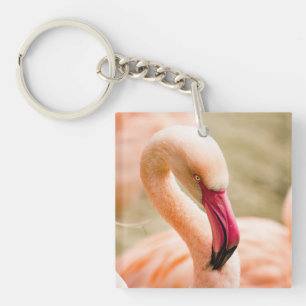 Un Beau Flamant rose Rose