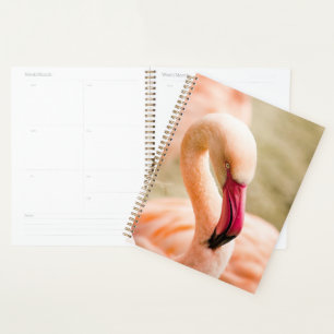 Un Beau Flamant rose Rose