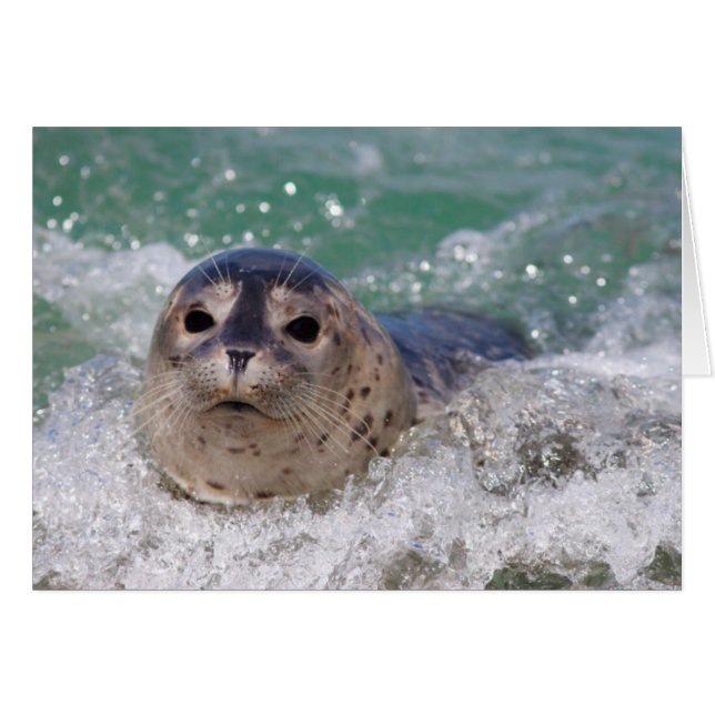 Un bébé phoque surfant (Devant horizontal)