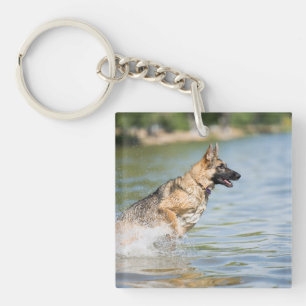 Un berger allemand se jette dans l'eau