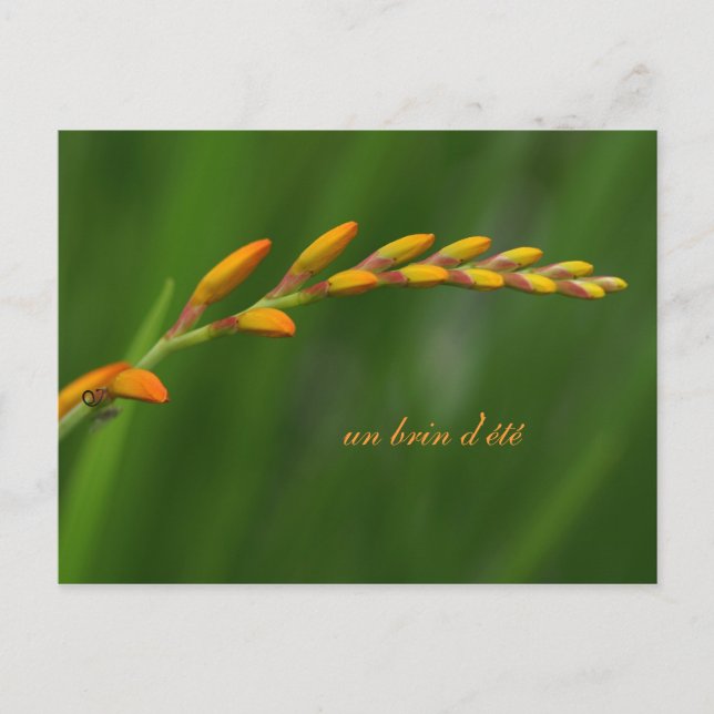 un brin d'été postkarte (Vorderseite)