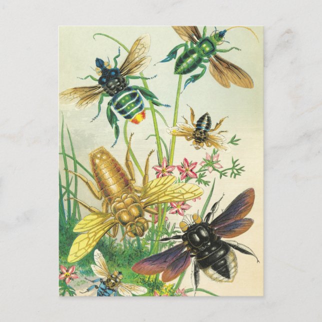 Un buzz de belles cartes postales d'abeilles (Devant)