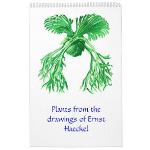 Un calendrier 2012 des dessins de plante