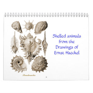 Un calendrier des dessins de coquille d'Ernst