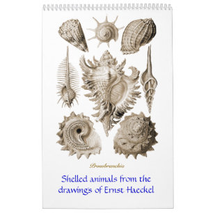 Un calendrier des dessins de coquille d'Ernst