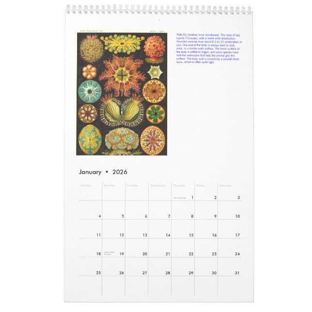 Un calendrier des dessins d'Ernst Haeckel. (Jan 2026)