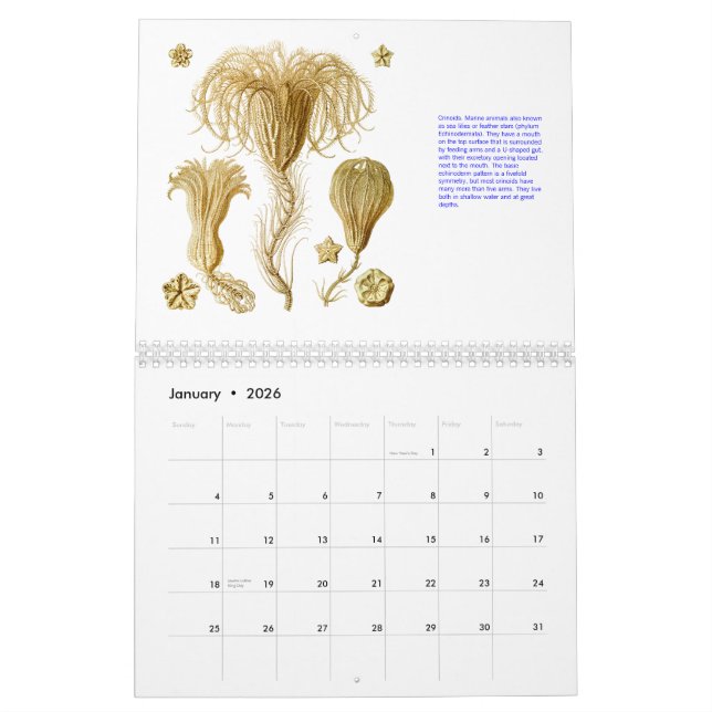 Un calendrier des dessins d'Ernst Haeckel. (Jan 2026)