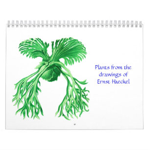Un calendrier des plantes d'Ernst Haeckel