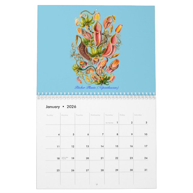 Un calendrier des plantes d'Ernst Haeckel (Jan 2026)