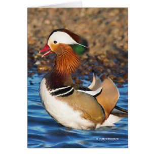 Un canard mandarin exceptionnel à l'étang