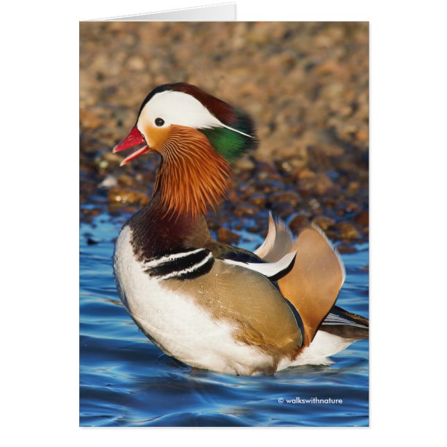 Un canard mandarin exceptionnel à l'étang (Devant)