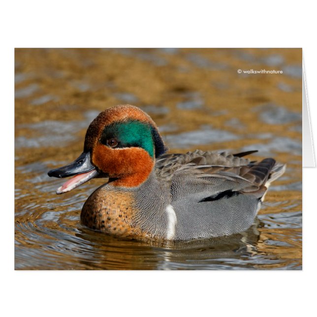 Un canard Turquoise à ailes vertes chatté à l'étan (Devant horizontal)
