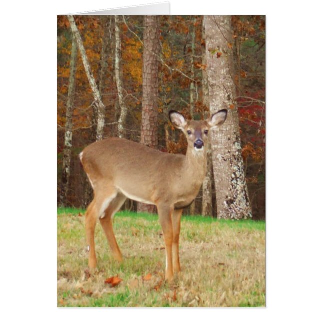 Un cerf de rêve de chasseur (Devant)