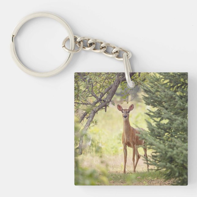 Un cerf solitaire  (Devant)
