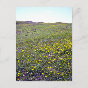 Un Champ De Dandelions Carte Postale