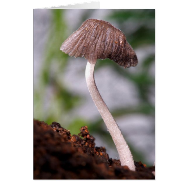 Un champignon (Devant)
