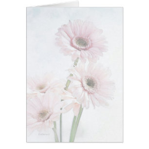 Un contact des marguerites roses de Gerber