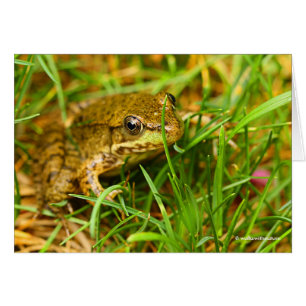 Un dialogue rapide avec une petite grenouille vert