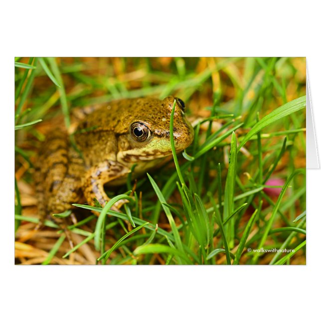Un dialogue rapide avec une petite grenouille vert (Devant horizontal)