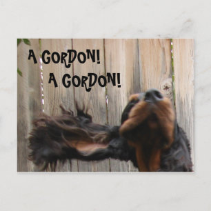 UN GORDON ! A GORDON!, Gordon Setter Carte Postale