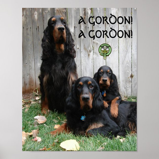 UN GORDON ! UN GORDON ! Poster Gordon Setter (Devant)