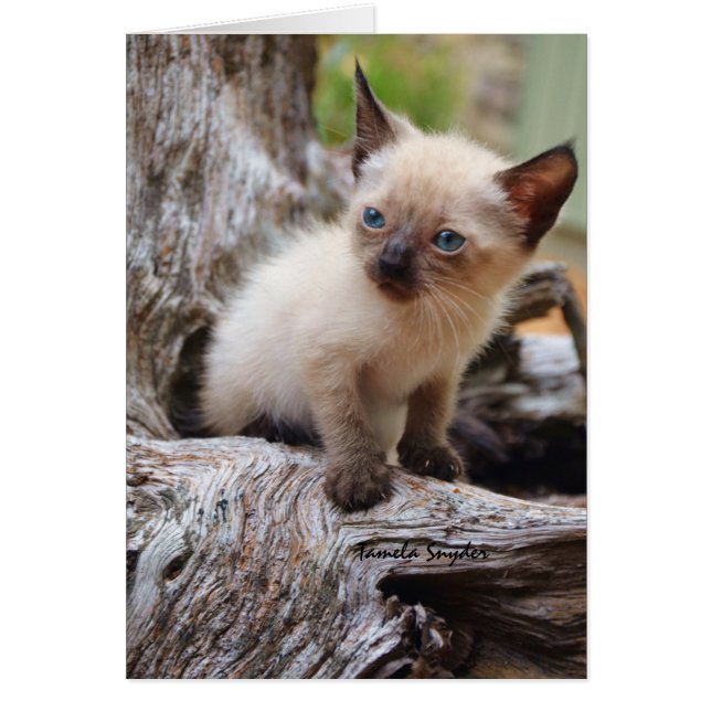 Un grand monde de petit ina de chaton (Devant)