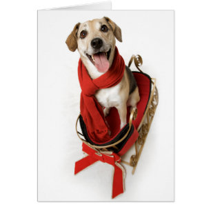 Un grand sourire heureux face à un chien chiot ass